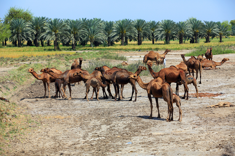 Camel Trading